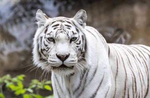 武林外传白虎是什么